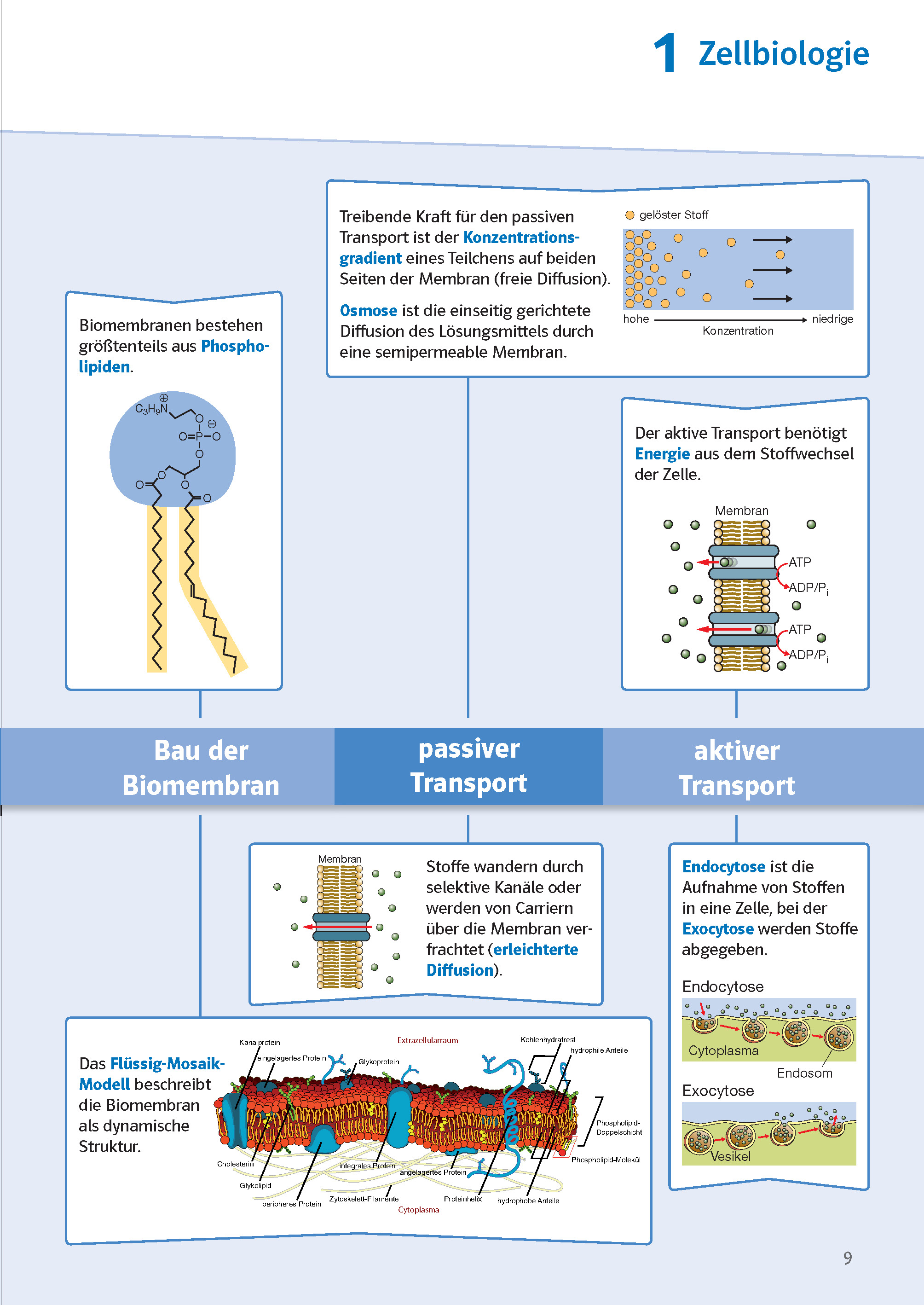 Klett Sicher im Abi Oberstufen-Wissen Biologie Klett Sicher im Abi Oberstufen-Wissen Biologie