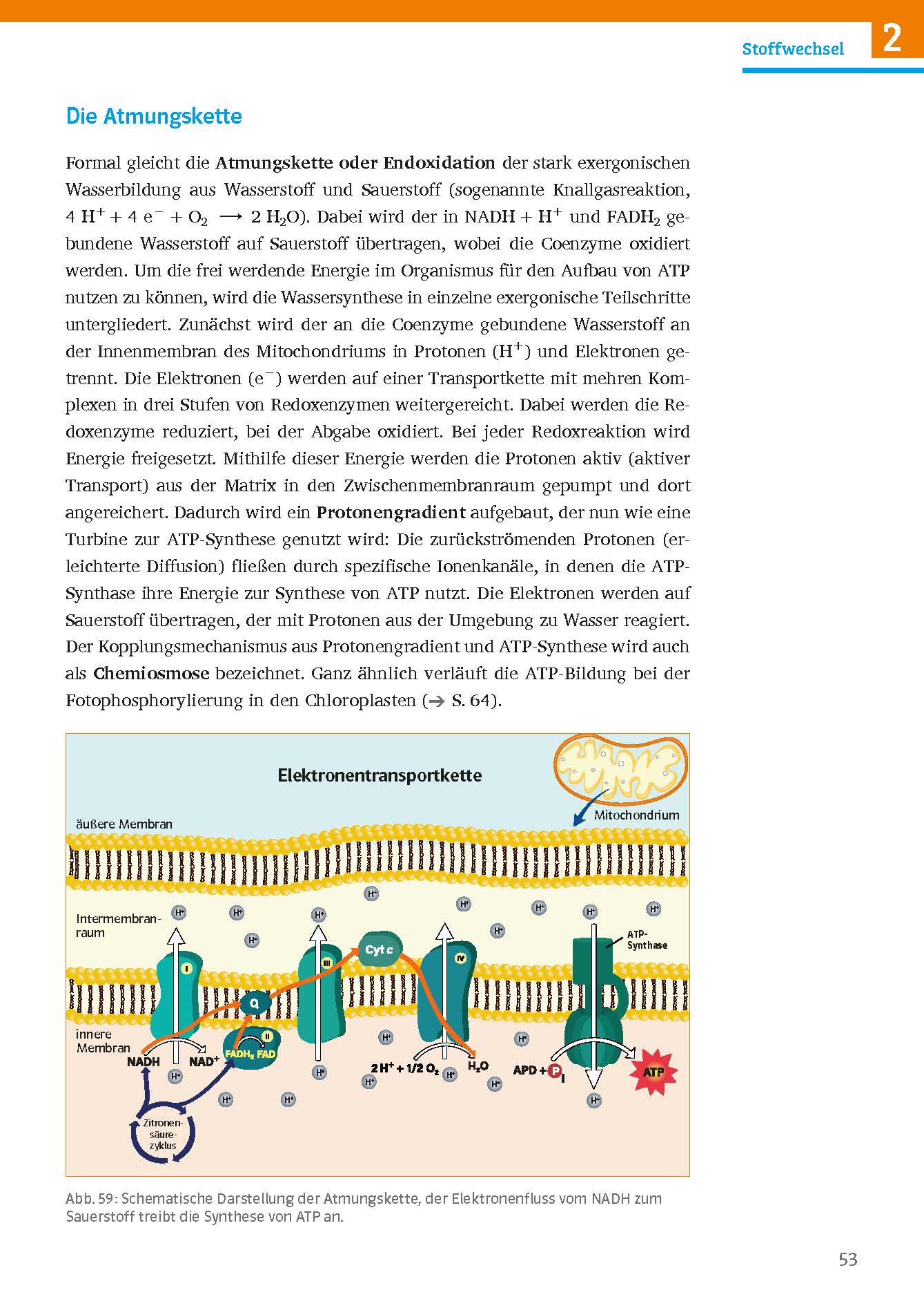Klett Sicher im Abi Biologie