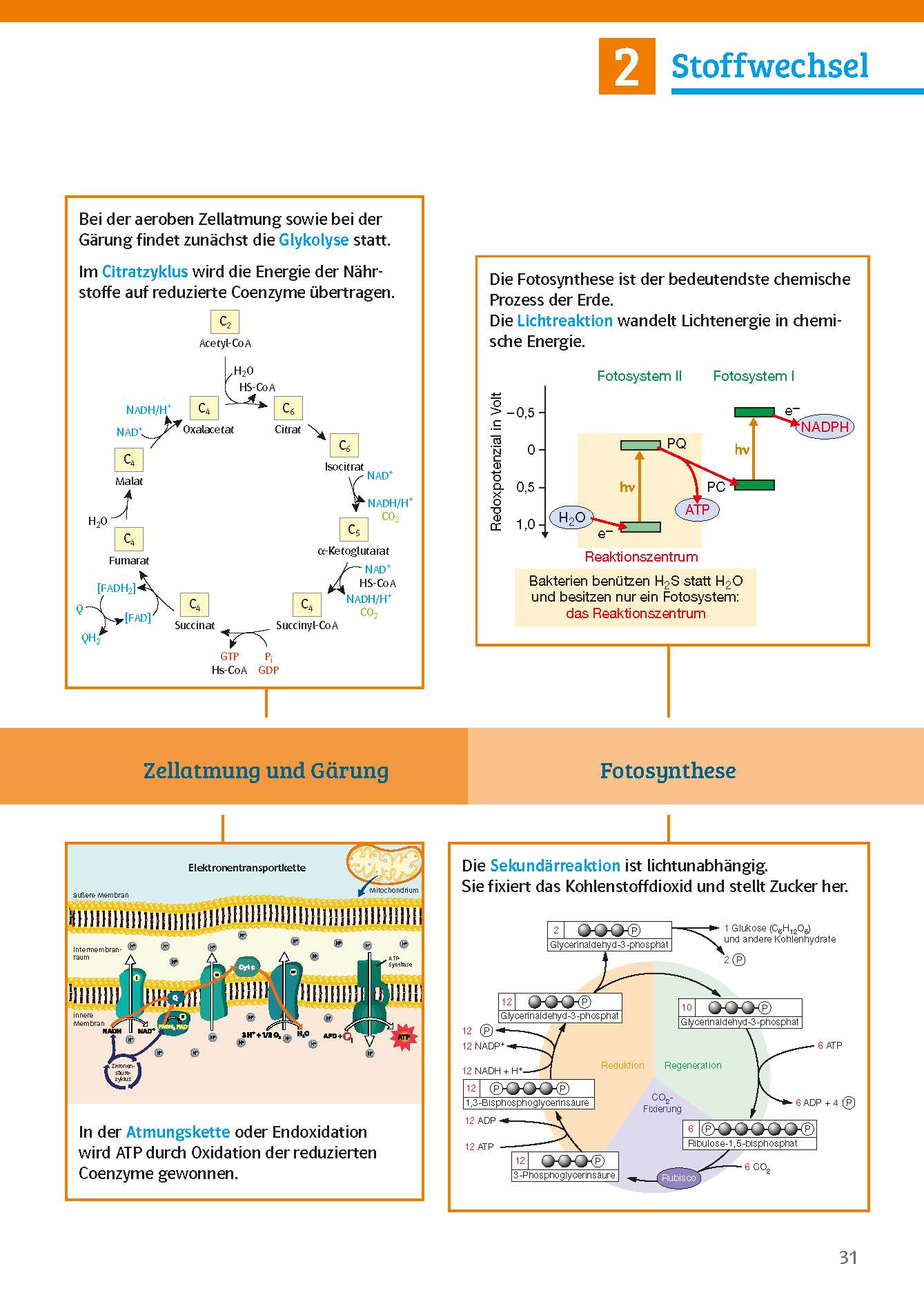 Klett Sicher im Abi Biologie